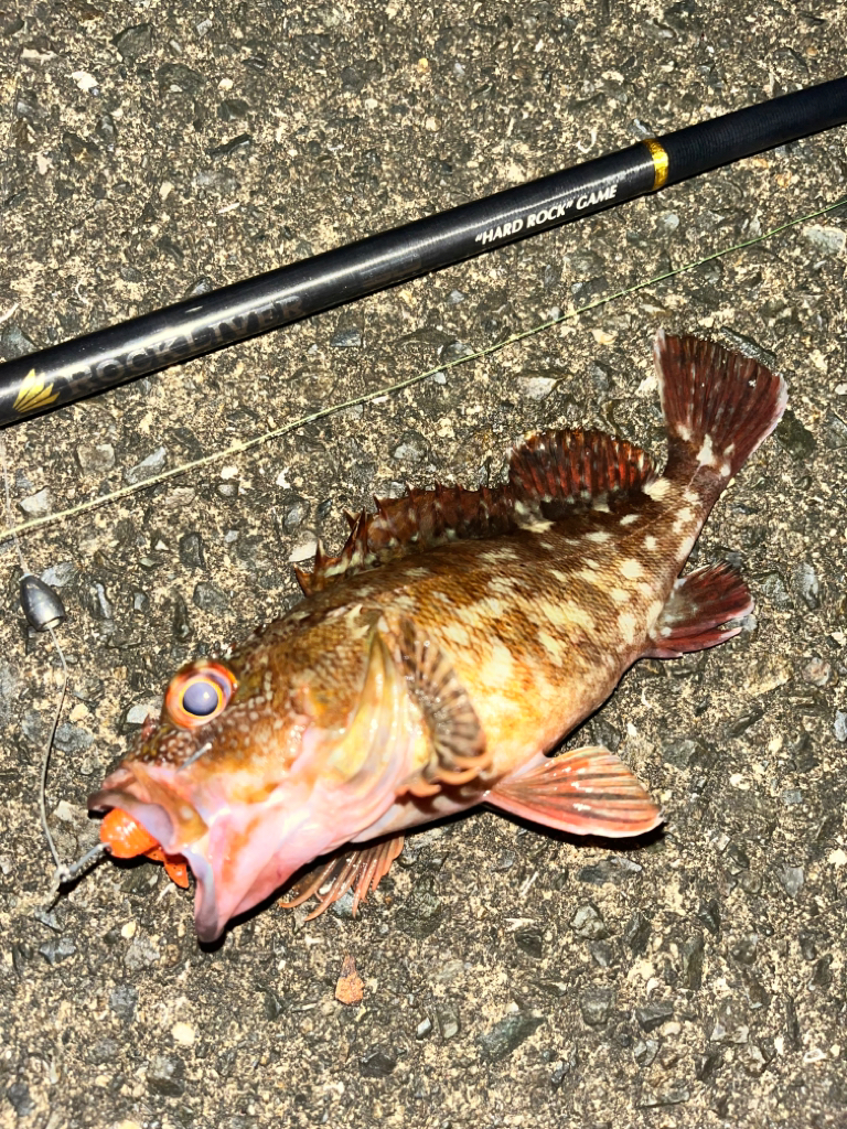 アコウ、ガシラ