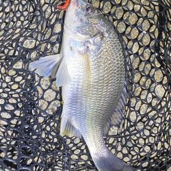 ナイトチニング