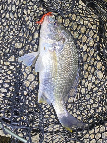 ナイトチニング