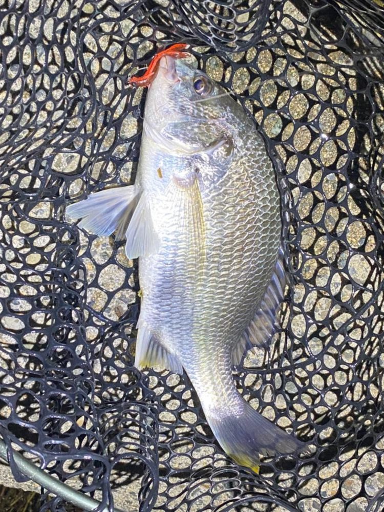 ナイトチニング