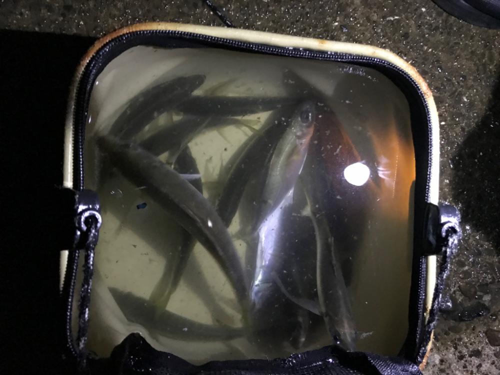 アジ釣り！