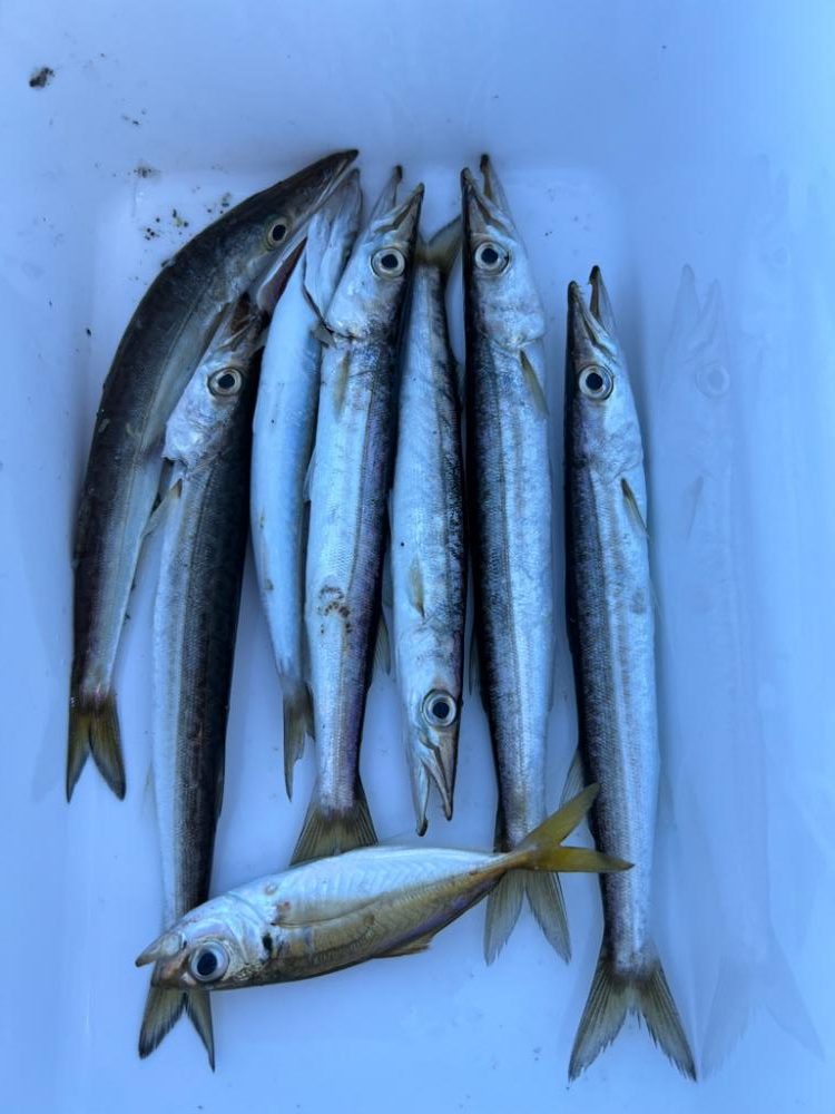 カマスにかました!