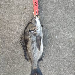 小アジのボイル確認