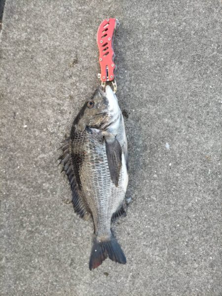 小アジのボイル確認