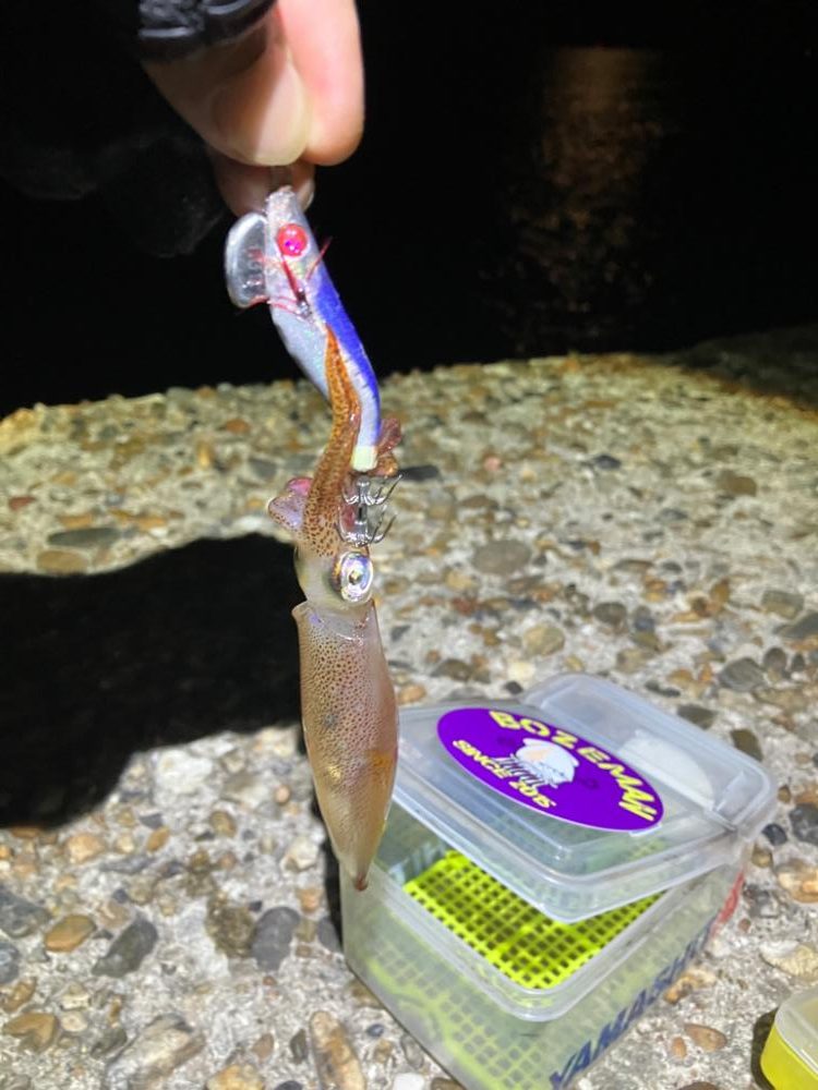 ケンサキ釣り10日目(^｡^)