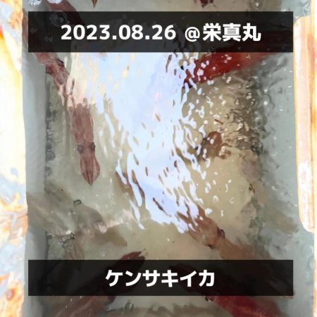 ケンサキイカ/イカメタル