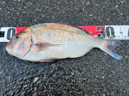 鯵を探して三千里 Vol.67