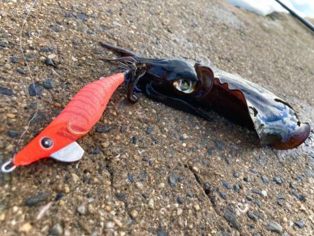 サイトエギング楽しいにゃ！