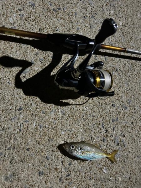 糸島でアジング