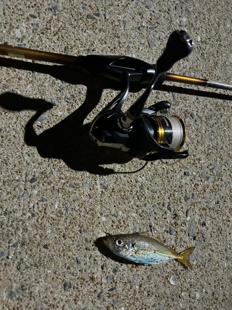 糸島でアジング