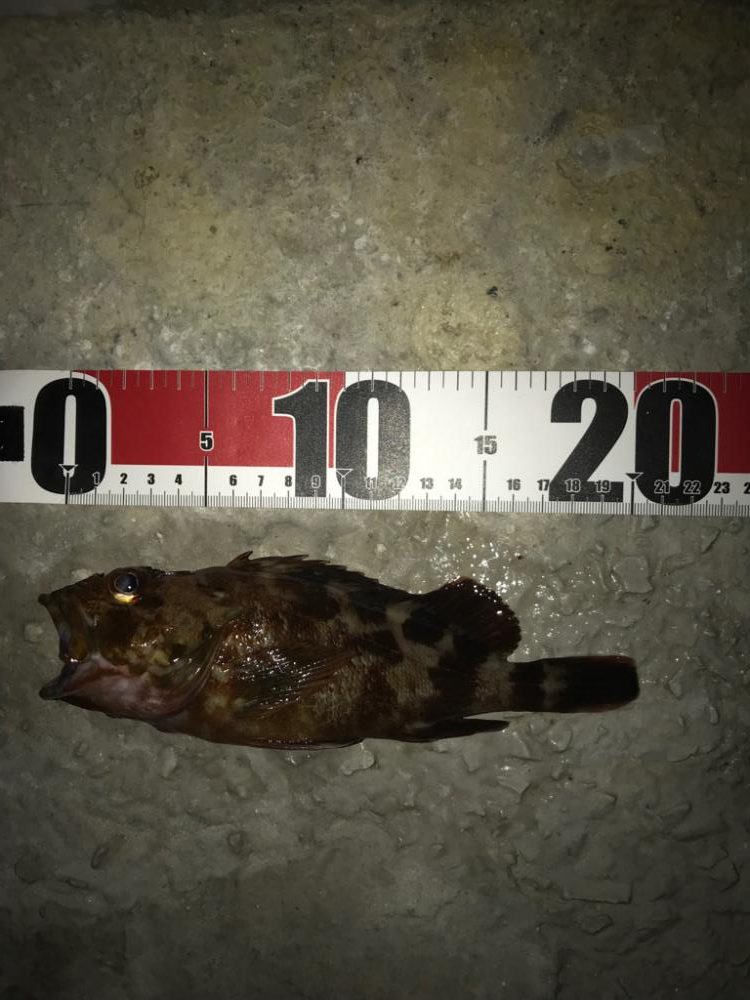 ちょい投げガシラ