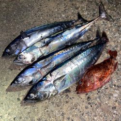 1投目からメジカ🎶