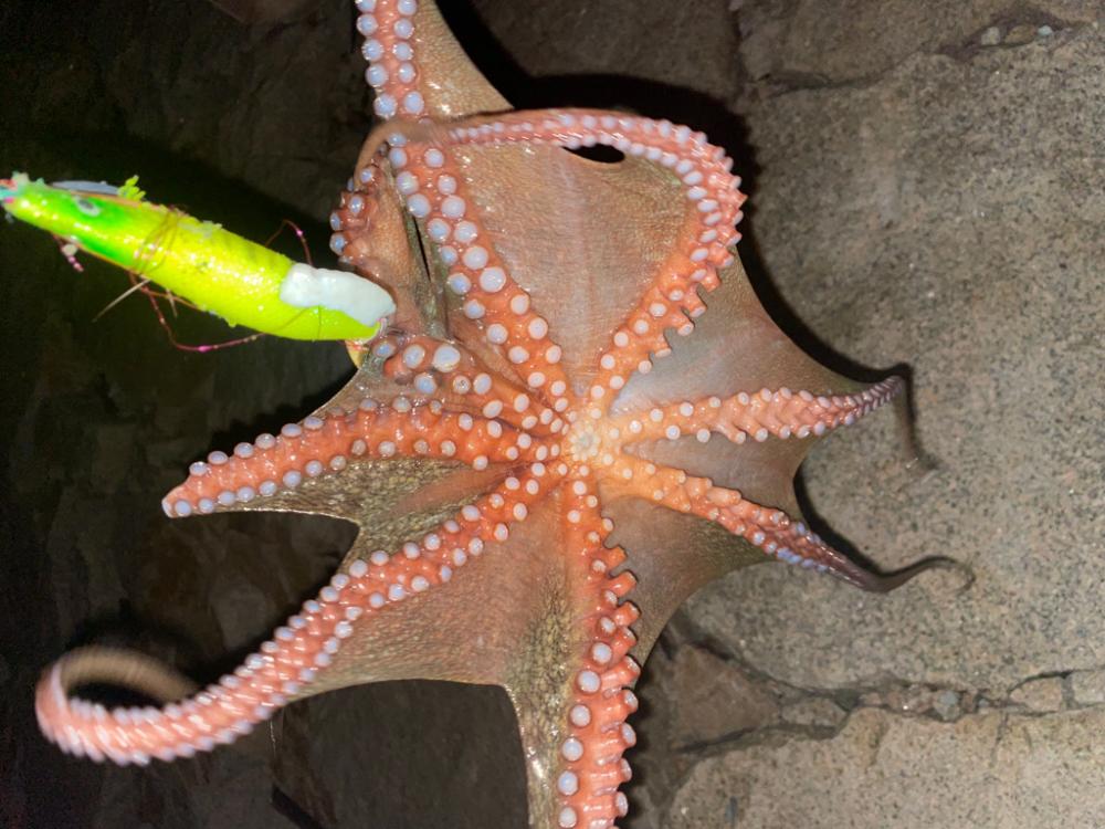 タコ