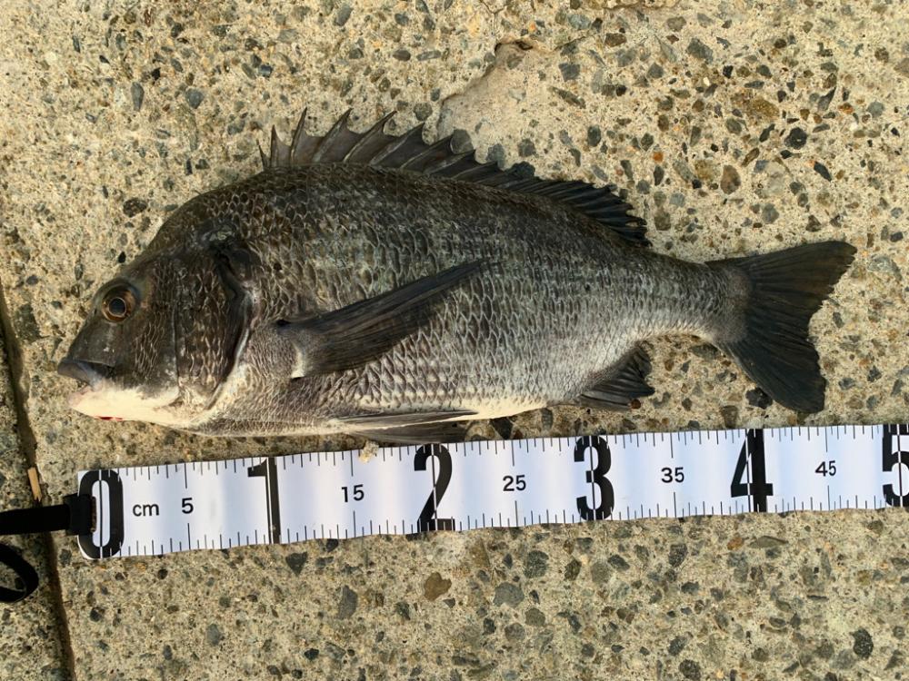 朝マヅメのチヌ2匹