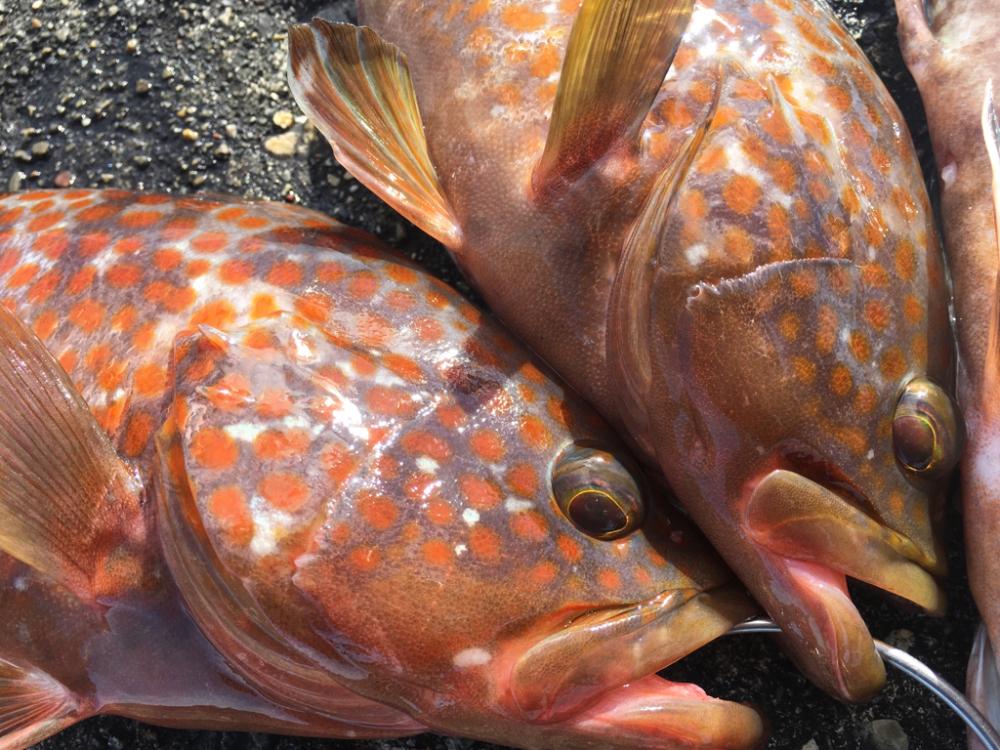 【タコフィネス】アコウ4＋タコ2