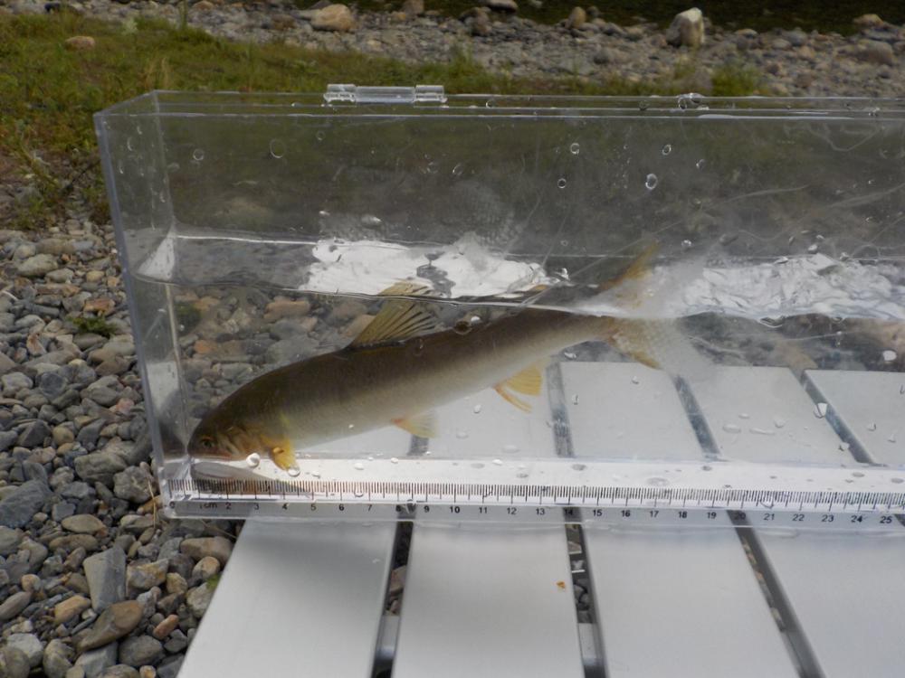 美山第4戦〜土用隠れ？〜