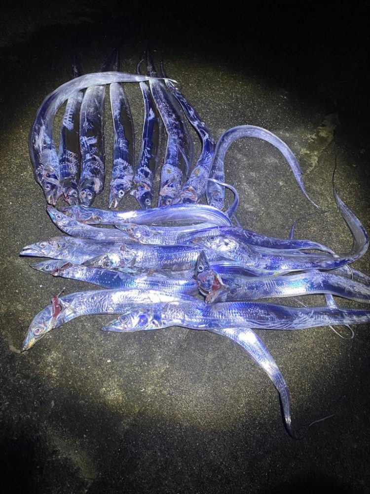 太刀魚がたくさん釣れました！！