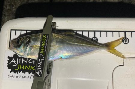 アジ減った⁈涙