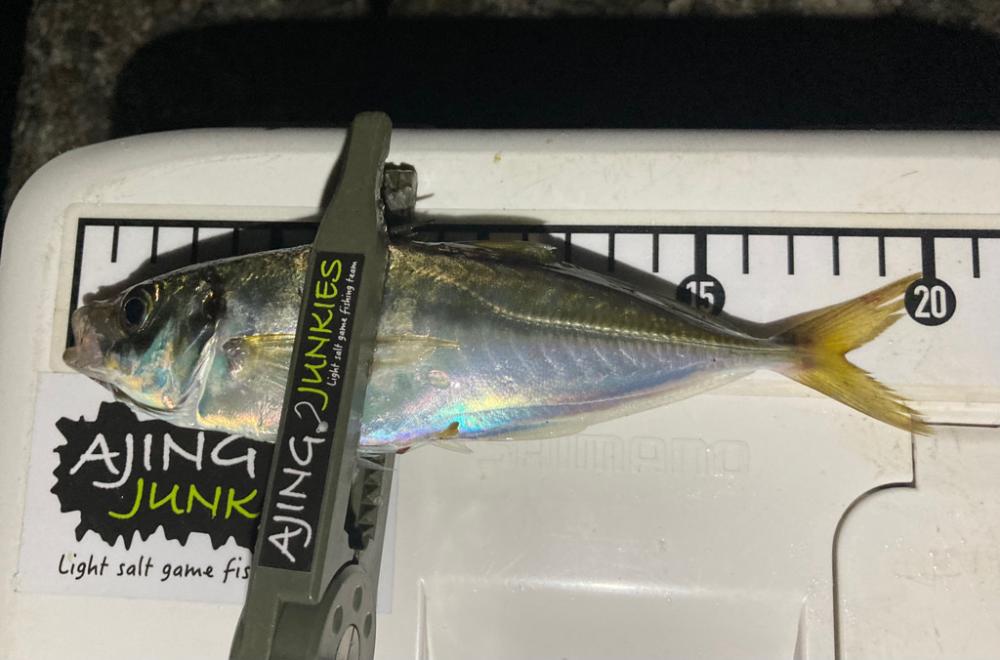 アジ減った⁈涙