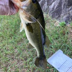 ライトテキサスでグッドサイズ