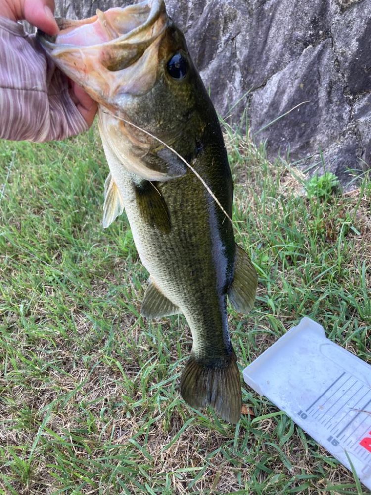 ライトテキサスでグッドサイズ