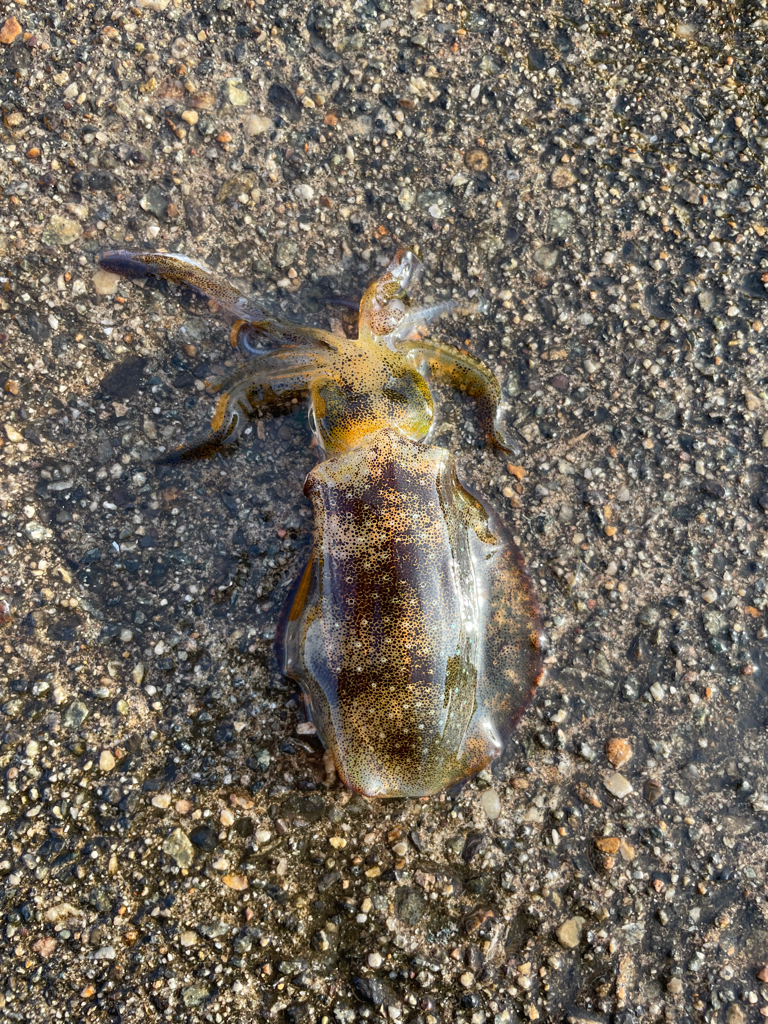 アオリイカ 夕まずめ調査