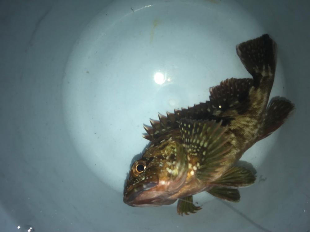 ガシラが元気