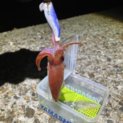 ケンサキ調査2日目(^^)