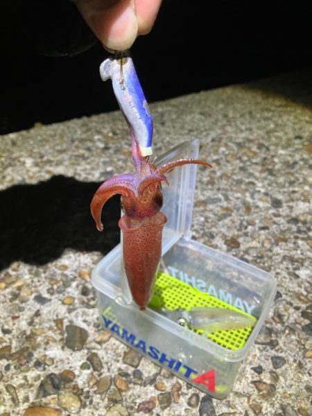 ケンサキ調査2日目(^^)