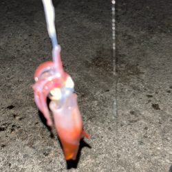 ケンサキイカ釣りたい( ・∇・)