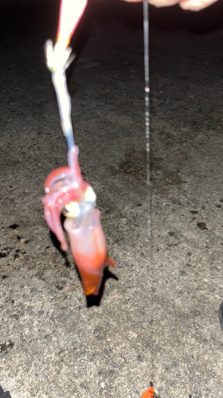 ケンサキイカ釣りたい( ・∇・)