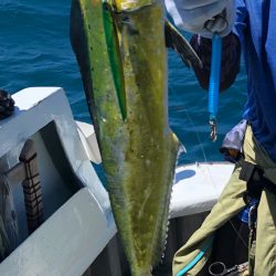 真昼間でも元気なシイラです！