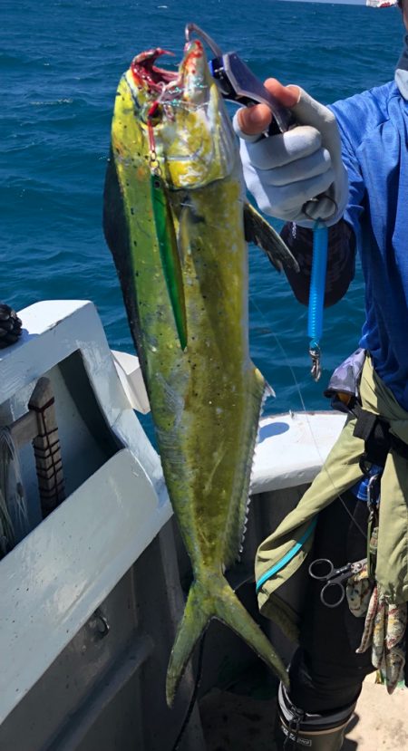 真昼間でも元気なシイラです！