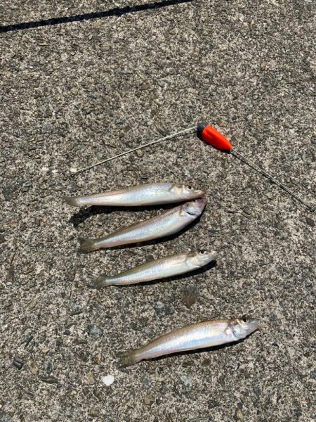 ちょい投げでキス釣り