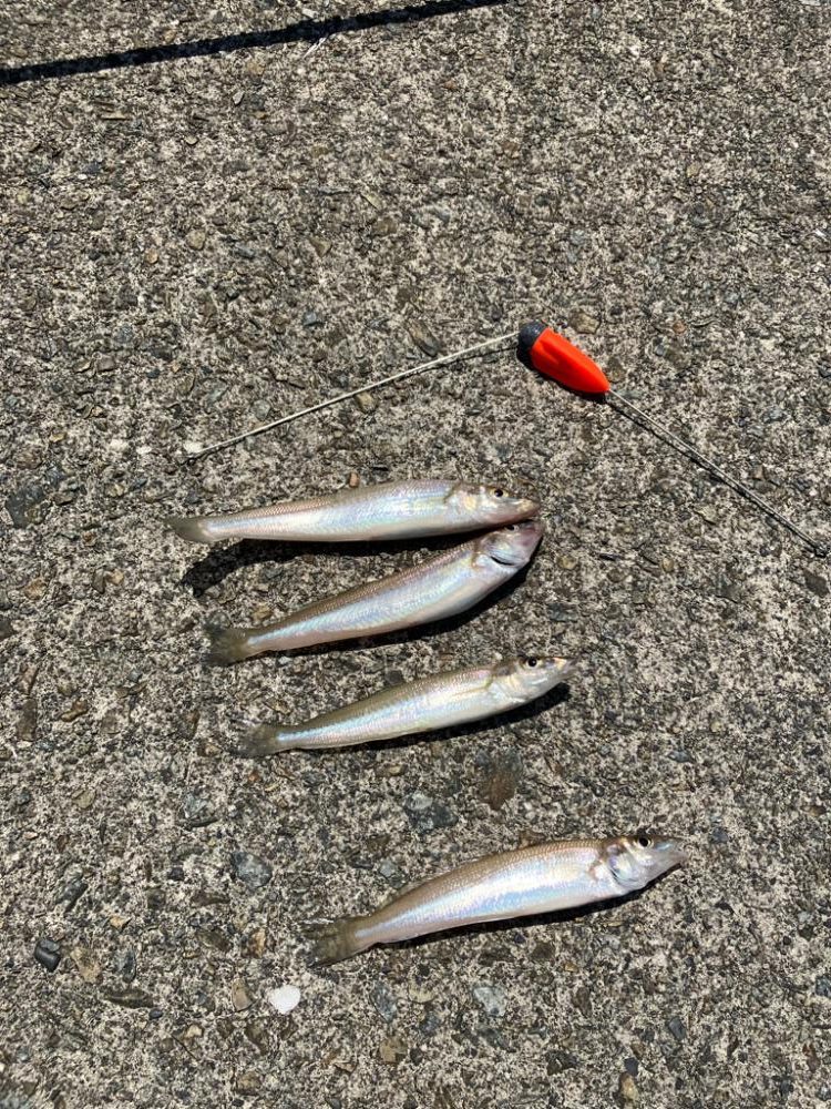 ちょい投げでキス釣り