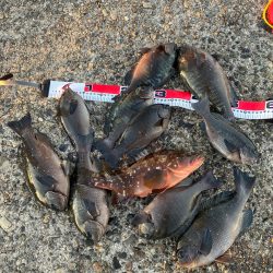 エビ撒き釣りで高級魚