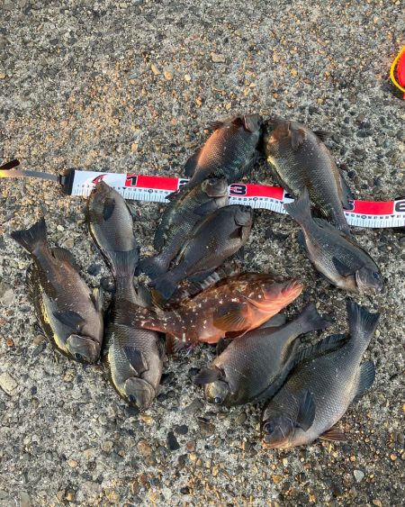 エビ撒き釣りで高級魚