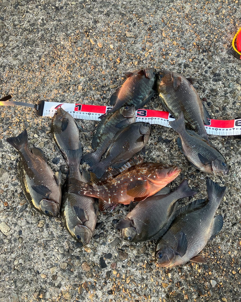 エビ撒き釣りで高級魚