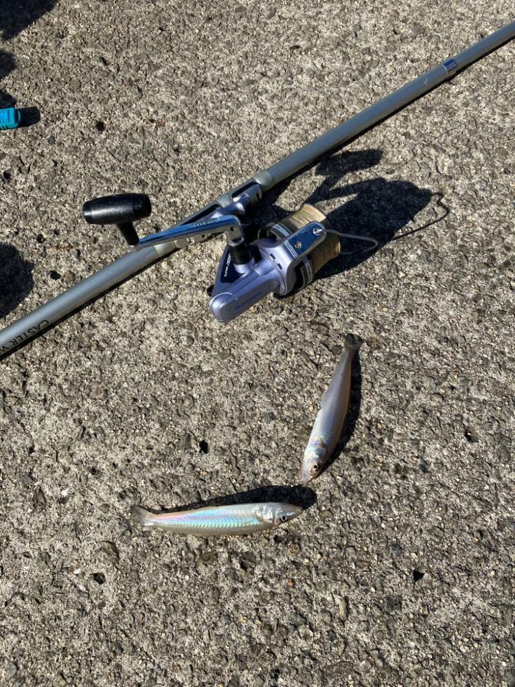 紀ノ川で投げ釣り