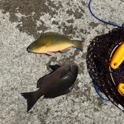 波止ライトカゴ釣り