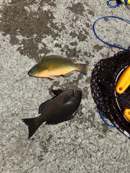 波止ライトカゴ釣り