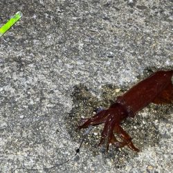 ケンサキイカ餌釣り最強説崩れる釣行