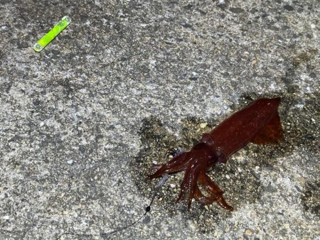 ケンサキイカ餌釣り最強説崩れる釣行