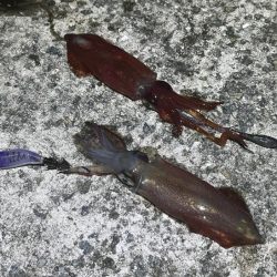 姫路離島ライトエギングでケンサキイカ釣り｜３つの秘訣で大爆釣！！