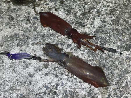 姫路離島ライトエギングでケンサキイカ釣り｜…