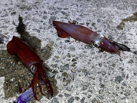 姫路離島ショアケンサキイカ釣り｜爆釣から１…