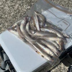 姫路のキス釣りサイズアップするも渋め！