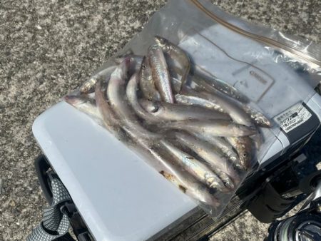 姫路のキス釣りサイズアップするも渋め！