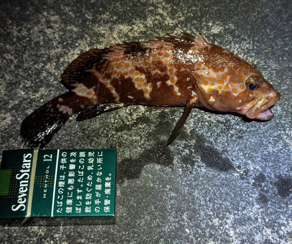 キジハタフィーバー