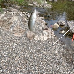 渇水でも暑くても喰いは良好、滋賀県犬上川